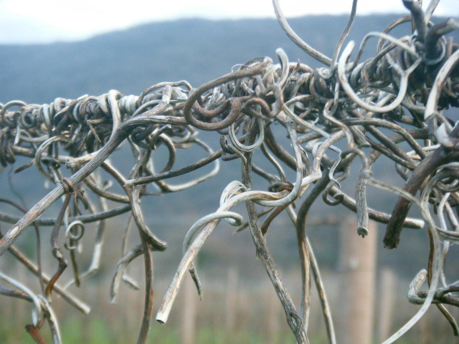 Agriturismo Grillo Iole Winery Prepotto  Экстерьер фото