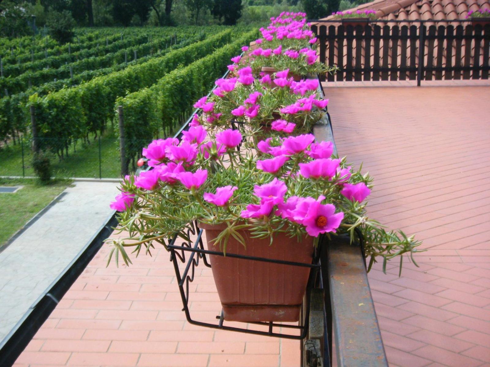 Agriturismo Grillo Iole Winery Prepotto  Экстерьер фото